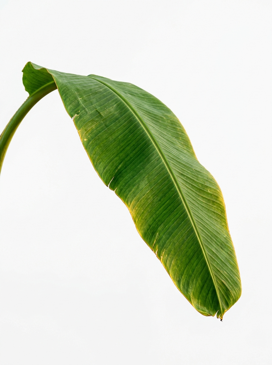 Auspicious Banana Leaf